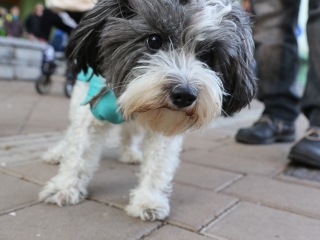 Advent első vasárnapja a Rómain - fotó: Ónodi Zoltán