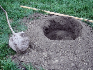 Faültetés a Kádár-völgyben - fotó: Sándor Judit