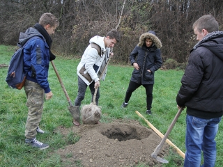 Faültetés a Kádár-völgyben - fotó: Sándor Judit
