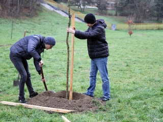 Faültetés a Kádár-völgyben - fotó: Sándor Judit