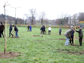 Faültetés a Kádár-völgyben - fotó: Sándor Judit
