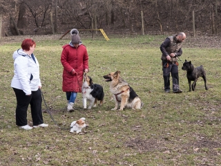 Nyílt nap a Duna Dog Center Kutyaiskolában - fotó: Ónodi Zoltán