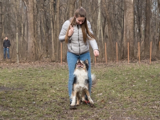 Nyílt nap a Duna Dog Center Kutyaiskolában - fotó: Ónodi Zoltán