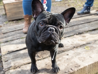 Nyílt nap a Duna Dog Center Kutyaiskolában - fotó: Ónodi Zoltán