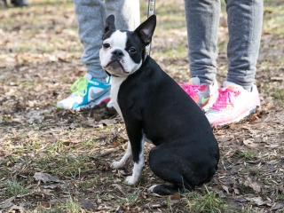 Nyílt nap a Duna Dog Center Kutyaiskolában - fotó: Ónodi Zoltán