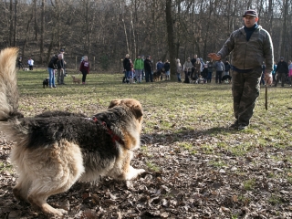 Nyílt nap a Duna Dog Center Kutyaiskolában - fotó: Ónodi Zoltán