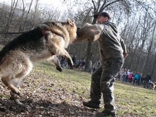 Nyílt nap a Duna Dog Center Kutyaiskolában - fotó: Ónodi Zoltán