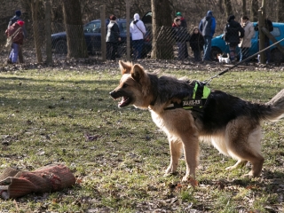 Nyílt nap a Duna Dog Center Kutyaiskolában - fotó: Ónodi Zoltán