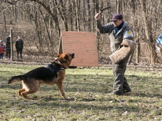 Nyílt nap a Duna Dog Center Kutyaiskolában - fotó: Ónodi Zoltán