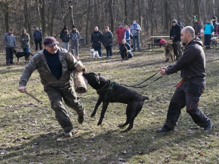 Nyílt nap a Duna Dog Center Kutyaiskolában - fotó: Ónodi Zoltán