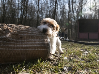 Nyílt nap a Duna Dog Center Kutyaiskolában - fotó: Ónodi Zoltán