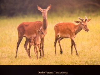 Mezőföld Fotókiállítás MMK - fotó: Ónodi Zoltán
