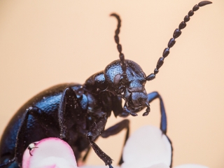Mezőföld Fotókiállítás MMK - fotó: Ónodi Zoltán