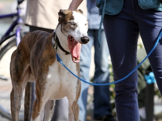 Az autizmus világnapja - Minifesztivál a főtéren - fotó: Sándor Judit