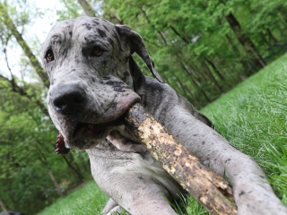 II. Születésnap a Duna Dog Center Kutyaiskolában - fotó: Ónodi Zoltán