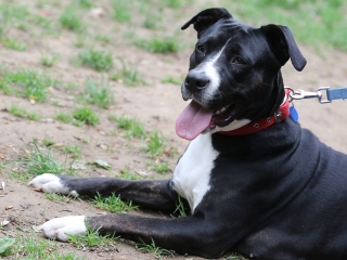 II. Születésnap a Duna Dog Center Kutyaiskolában - fotó: Ónodi Zoltán