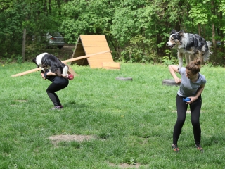 II. Születésnap a Duna Dog Center Kutyaiskolában - fotó: Ónodi Zoltán