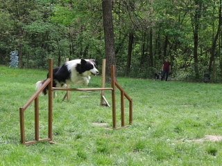 II. Születésnap a Duna Dog Center Kutyaiskolában - fotó: Ónodi Zoltán