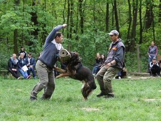 II. Születésnap a Duna Dog Center Kutyaiskolában - fotó: Ónodi Zoltán