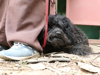 II. Születésnap a Duna Dog Center Kutyaiskolában - fotó: Ónodi Zoltán