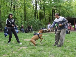 II. Születésnap a Duna Dog Center Kutyaiskolában - fotó: Ónodi Zoltán