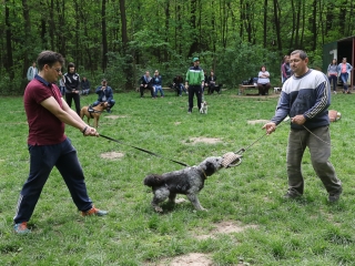II. Születésnap a Duna Dog Center Kutyaiskolában - fotó: Ónodi Zoltán