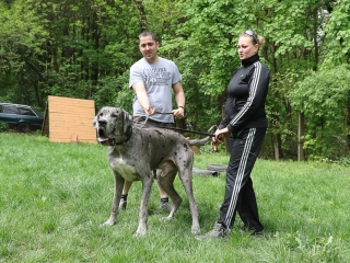 II. Születésnap a Duna Dog Center Kutyaiskolában - fotó: Ónodi Zoltán