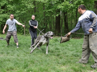 II. Születésnap a Duna Dog Center Kutyaiskolában - fotó: Ónodi Zoltán