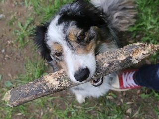 II. Születésnap a Duna Dog Center Kutyaiskolában - fotó: Ónodi Zoltán