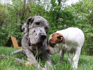 II. Születésnap a Duna Dog Center Kutyaiskolában - fotó: Ónodi Zoltán