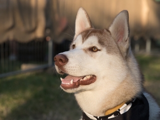Rockmaraton 2016 - Harmadik nap - fotó: Ónodi Zoltán