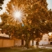 "Dunaújváros fái a négy évszakban" - őszi ciklus  - fotó: 