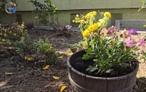 DSTV: élő példa a szépséges kiskertre DSTV: élő példa a szépséges kiskertre