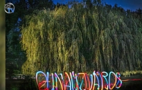 DSTV: a város fái – nyári fotókon DSTV: a város fái – nyári fotókon