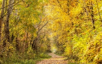 Mozgalmas nyitány után viszonylag nyugalmas őszidő Mozgalmas nyitány után viszonylag nyugalmas őszidő