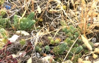 DSTV: zöldítő fejlesztések