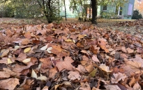 Lombhelyzet van, gyűjtik és elszállítják 