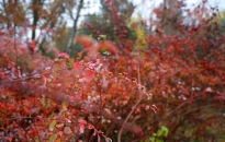 Arborétumi munkák a zöldellő élővilágért Arborétumi munkák a zöldellő élővilágért