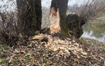 Van megoldás a hódok okozta károk ellen  