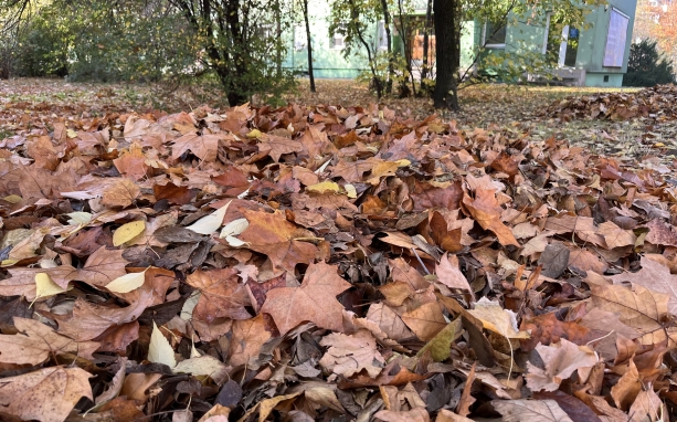Lombhelyzet van, gyűjtik és elszállítják 