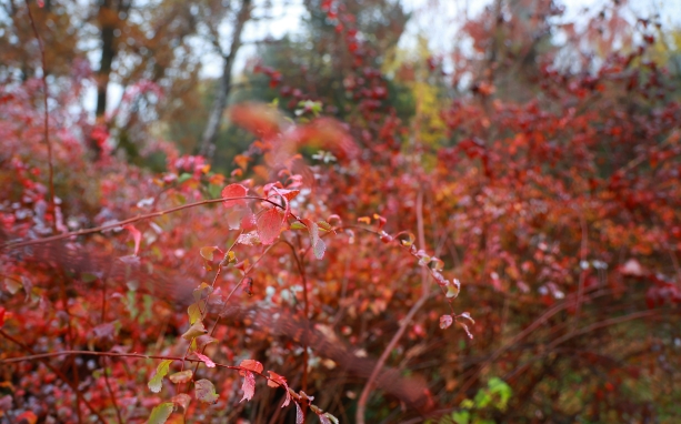 Arborétumi munkák a zöldellő élővilágért Arborétumi munkák a zöldellő élővilágért
