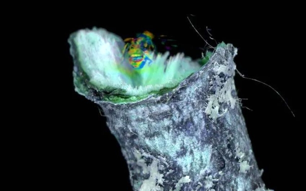 ICA-D: Martinkó Márk "Felülírt protokoll"-ja ICA-D: Martinkó Márk "Felülírt protokoll"-ja