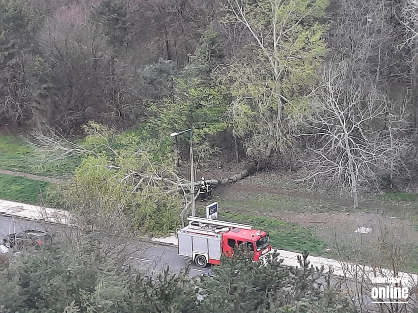 Szélvihar, fakidőlések Dunaújvárosban - fotó: 