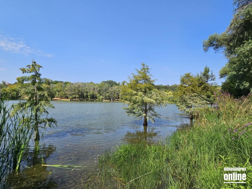 "Dunaújváros fái a négy évszakban" fotópályázat nyári ciklusa - fotó: 