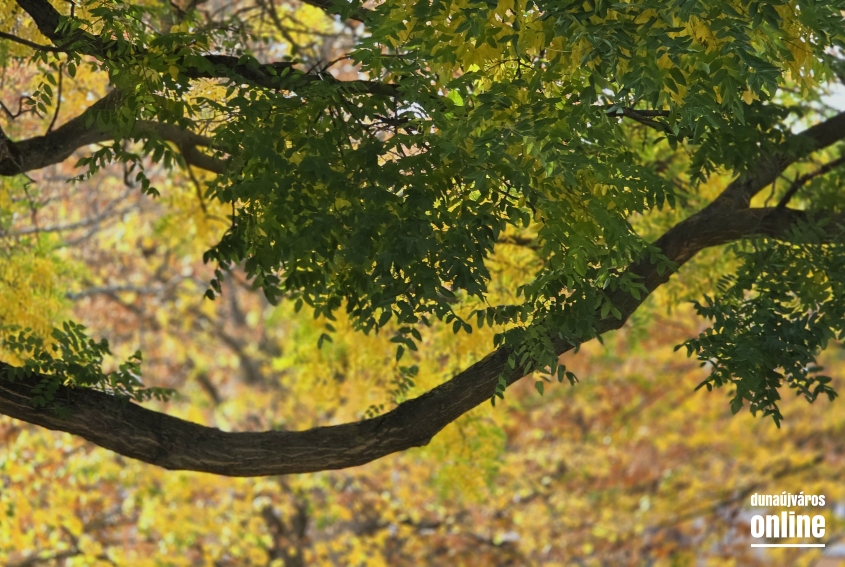 "Dunaújváros fái a négy évszakban" - őszi ciklus - fotó: "Dunaújváros fái a négy évszakban" - őszi ciklus - fotó: