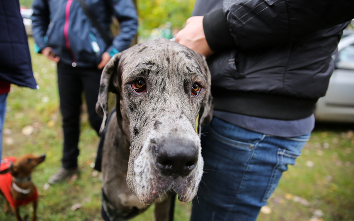 Nemzetközi CAC Kutyabemutató a kempingben - fotó: Ónodi Zoltán