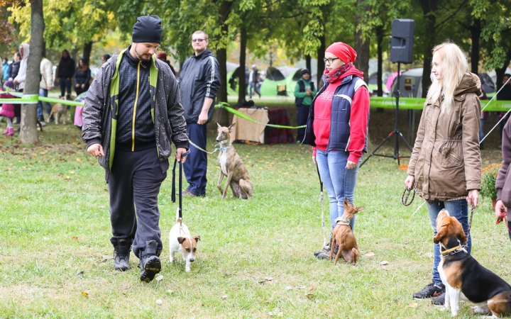 Nemzetközi CAC Kutyabemutató a kempingben - fotó: Ónodi Zoltán