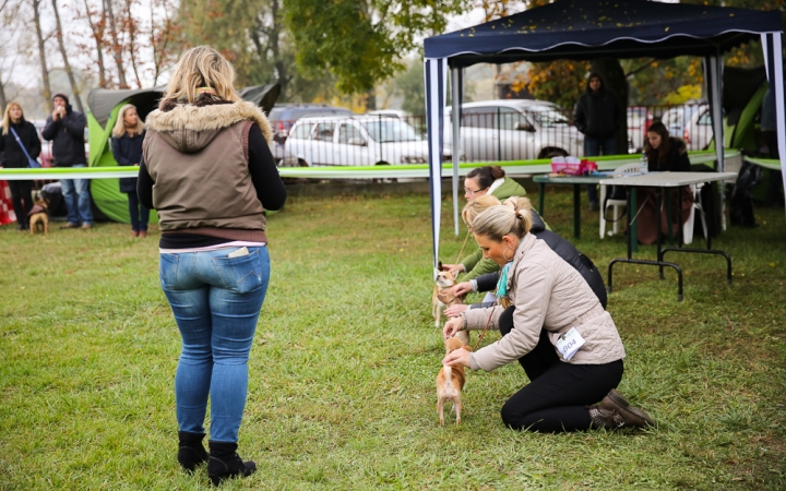 Nemzetközi CAC Kutyabemutató a kempingben - fotó: Ónodi Zoltán