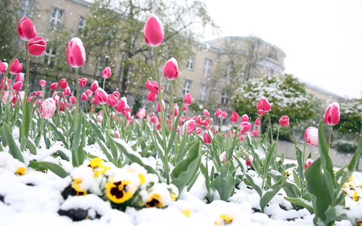 Hull a pelyhes áprilisi hó...  - fotó: Sándor Judit