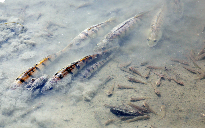Halpusztulás a szabadstrandon - fotó: Sándor Judit